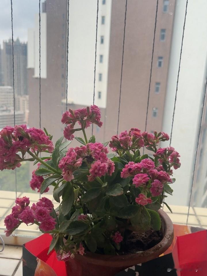 发一张你相册最近拍的花昨天老公买回来的，我问他这是什么花，他也不知道、有知道的告