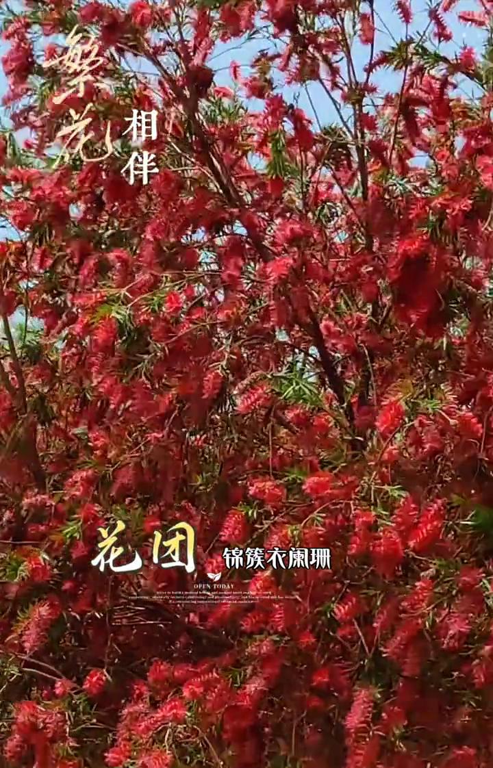 穿梭花间心悠然，相伴繁花陶醉，不只是一晚。花团锦簇衣闲珊，蝶飞风舞忆流连。