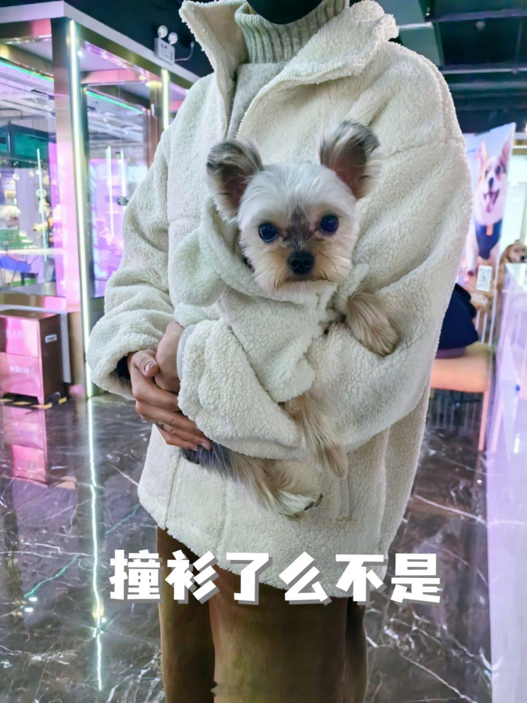 挨个拾掇这仨小祖宗 ​​​