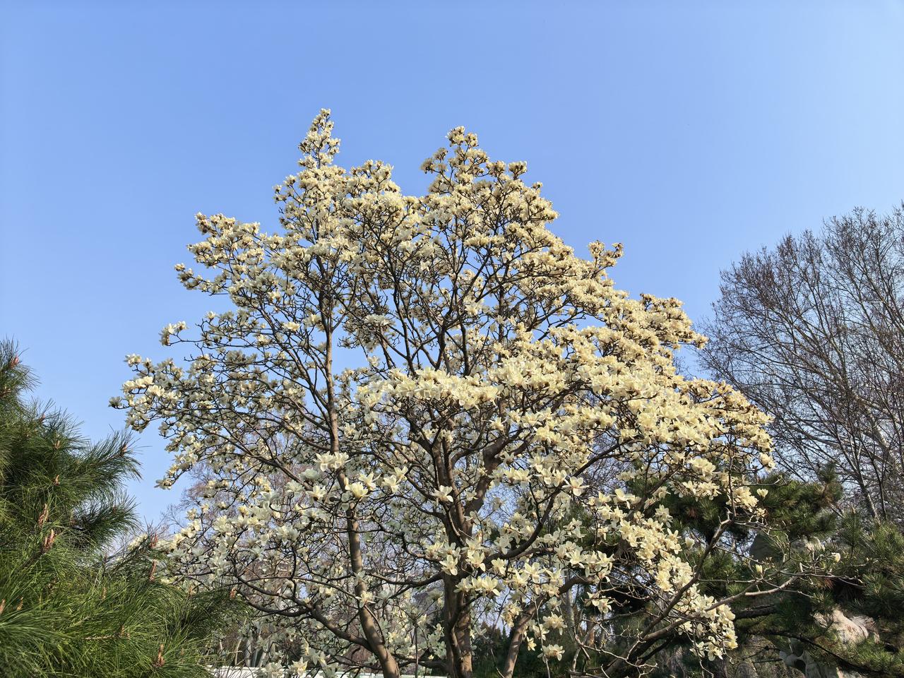 晒出你的本地生活今天下午百花公园赏花。徒步回家走了1万多步。