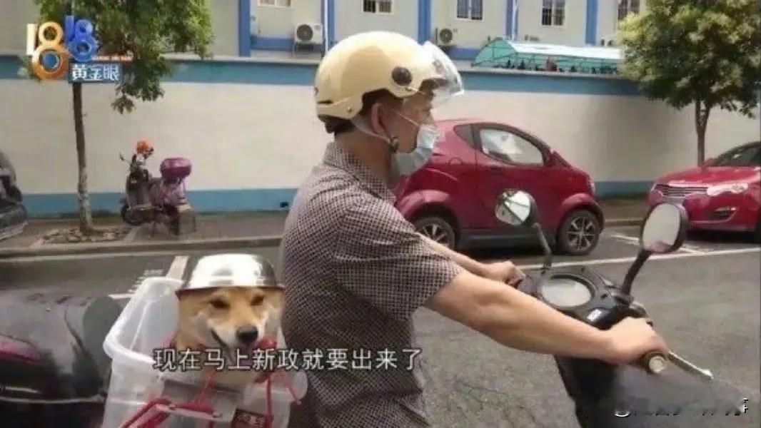 为了不被交罚款，主人也给小狗准备了头盔！​​​