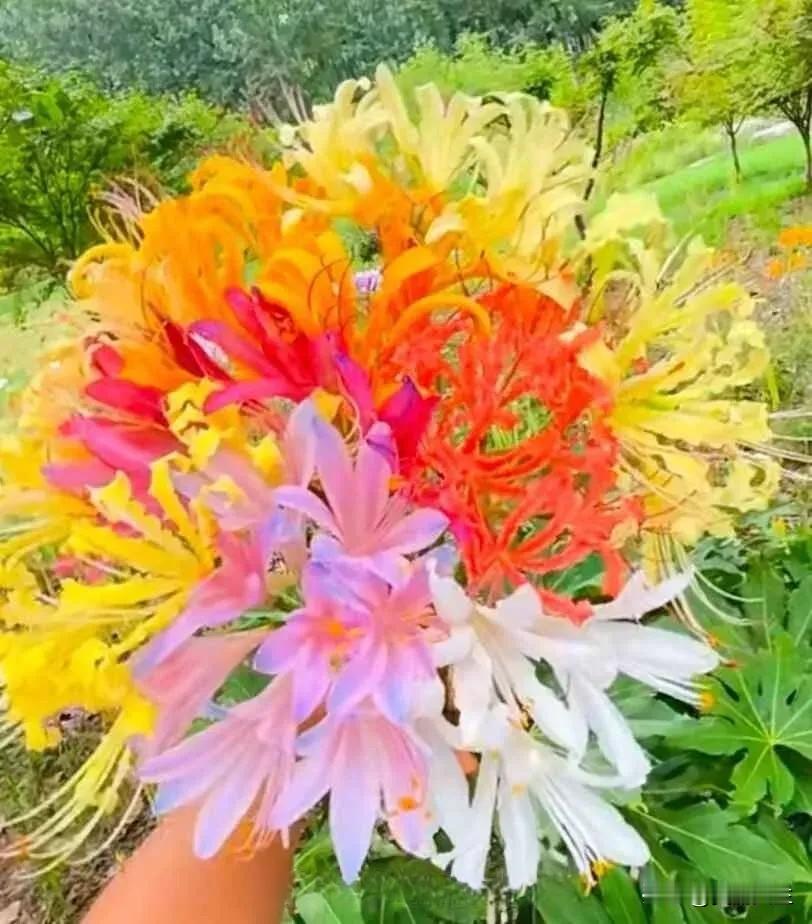 彼岸花，开千年，落千年，花叶永不相见，彼岸花开开彼岸，断肠草i愁愁断肠，奈何桥上