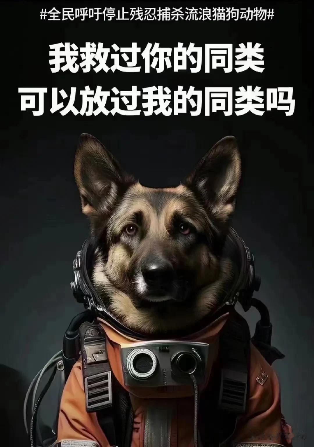 一狗犯罪，全狗遭罪，人类的不负责行为，凭什么要让狗狗来承担，养得起难道就管不好吗