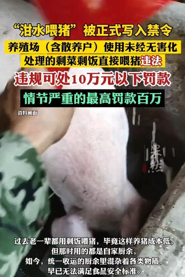 “泔水喂猪”被正式写入禁令，养殖场（含散养户）使用未经无害化处理的剩菜剩饭直接喂