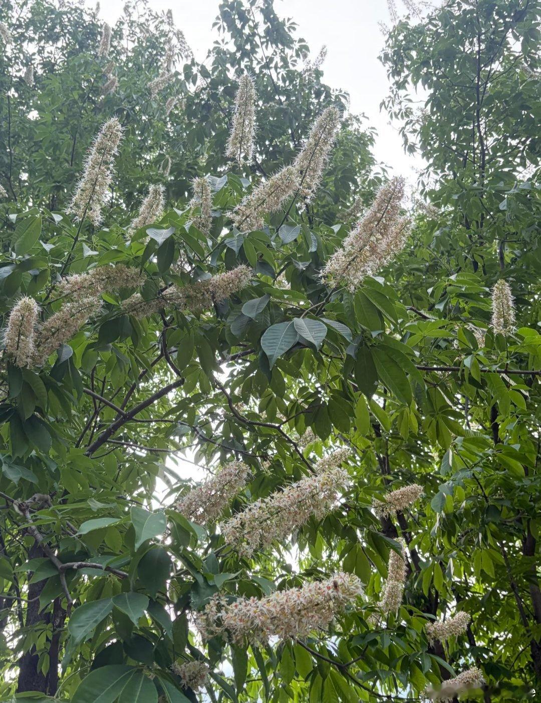 ～365植物心语～ 🌿✨📅 0️⃣7️⃣月0️⃣9️⃣日今日植物：七叶树（梭