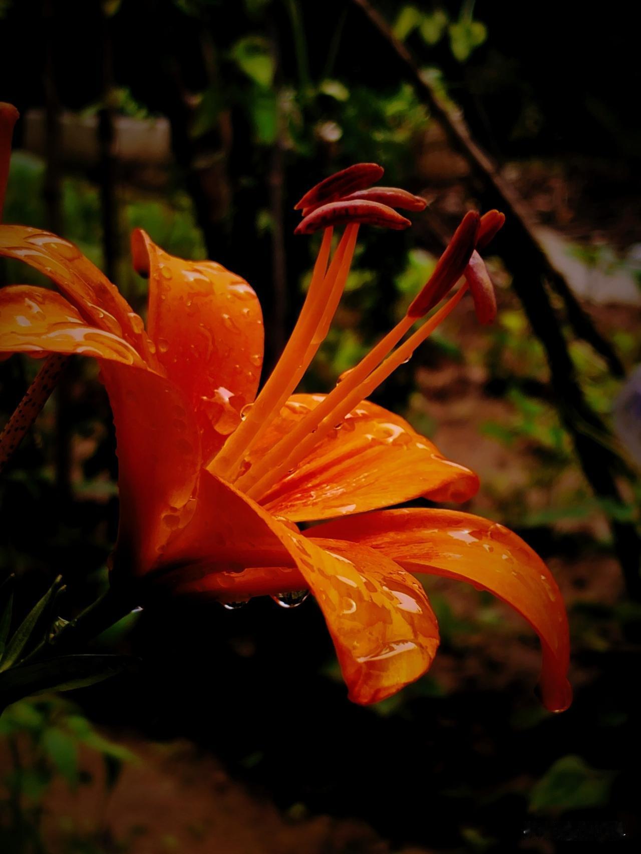 叶小禅手机摄影：《雨后温柔—百合》
雨后暂停，天空灰蒙，连忙去看放在外面养的百合