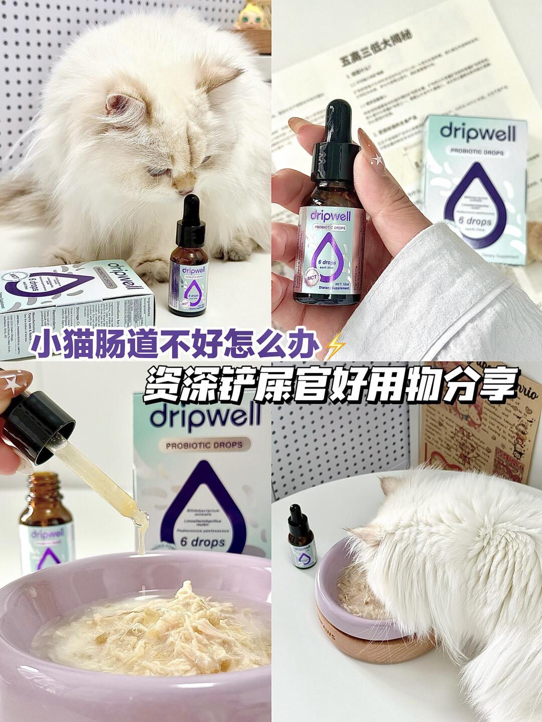 养护肠胃tips｜资深铲屎官好用物分享