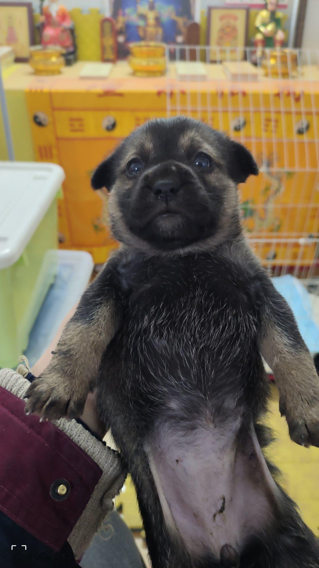 纪念一下，今天抱养了小区一只流浪小狗崽，名字初步就叫它黑豆吧 