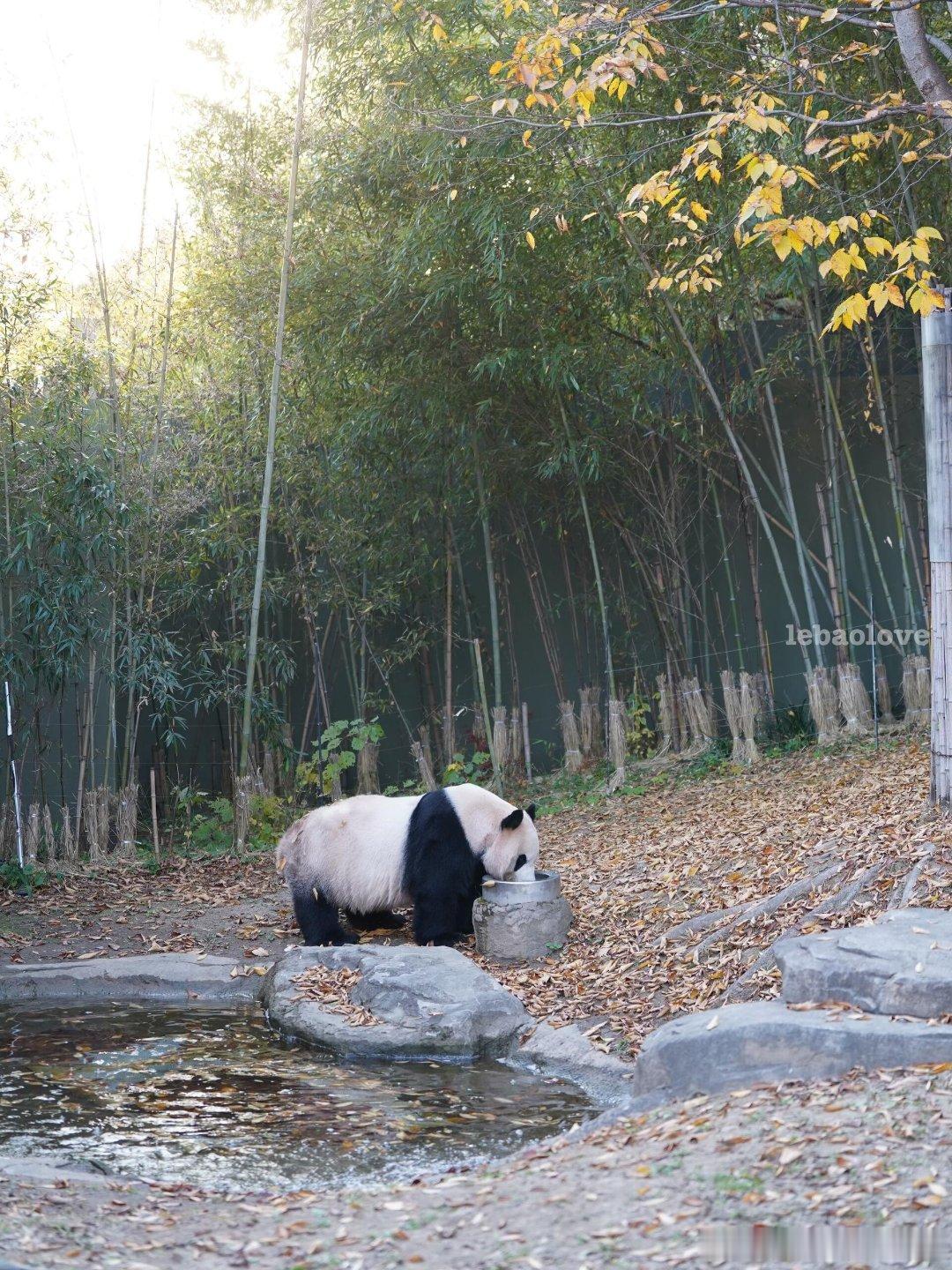 喝水的牦牛爱～阳光下的爱宝好美 