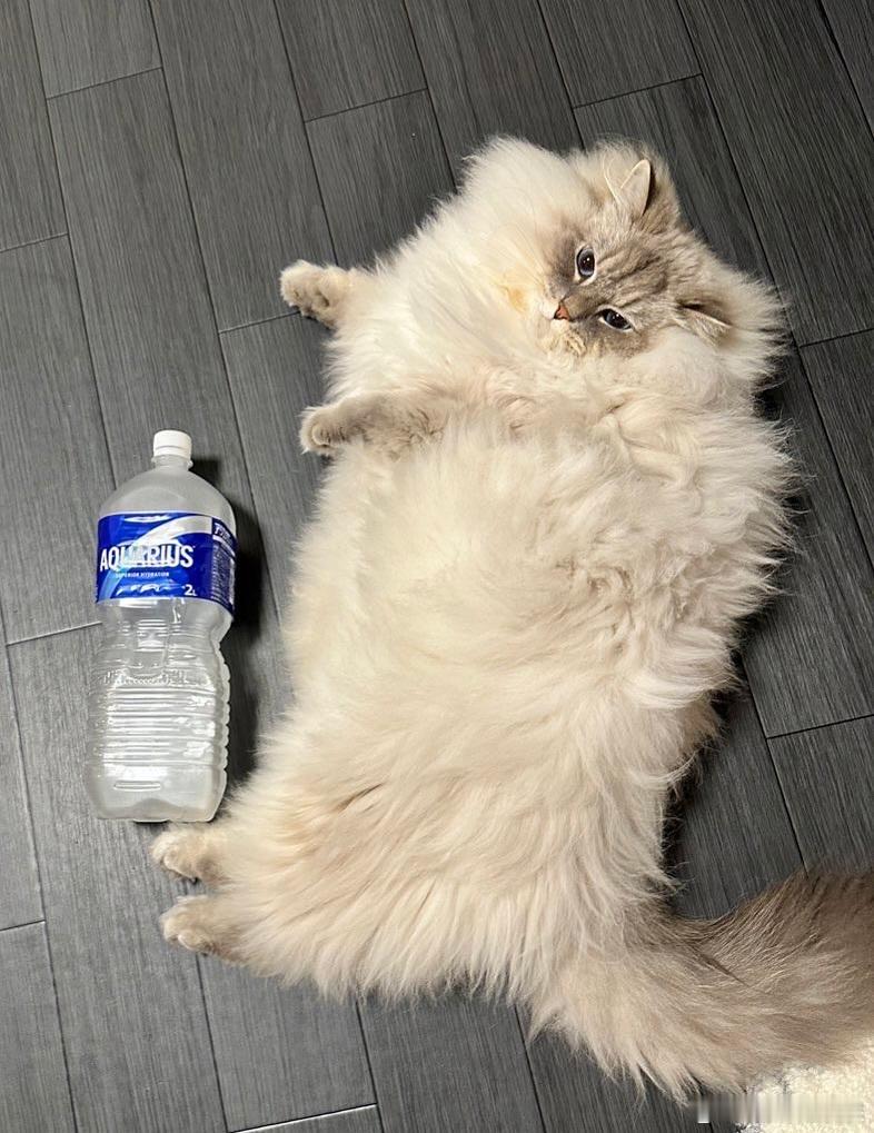 2升水和西伯利亚森林猫cr：eleven11neko ​​​