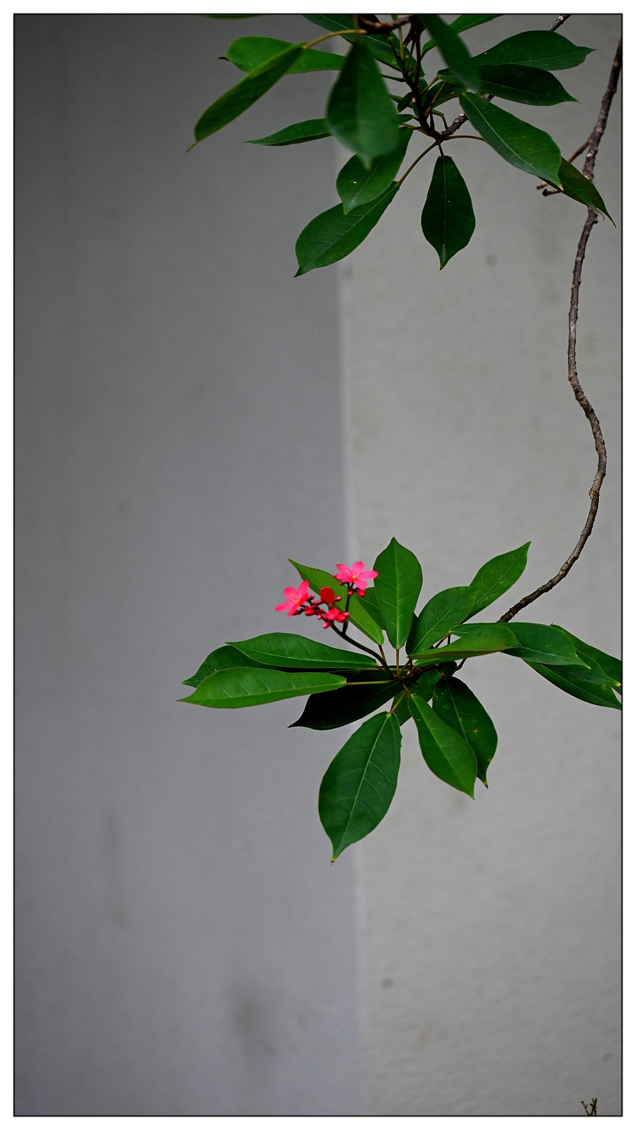 一支花