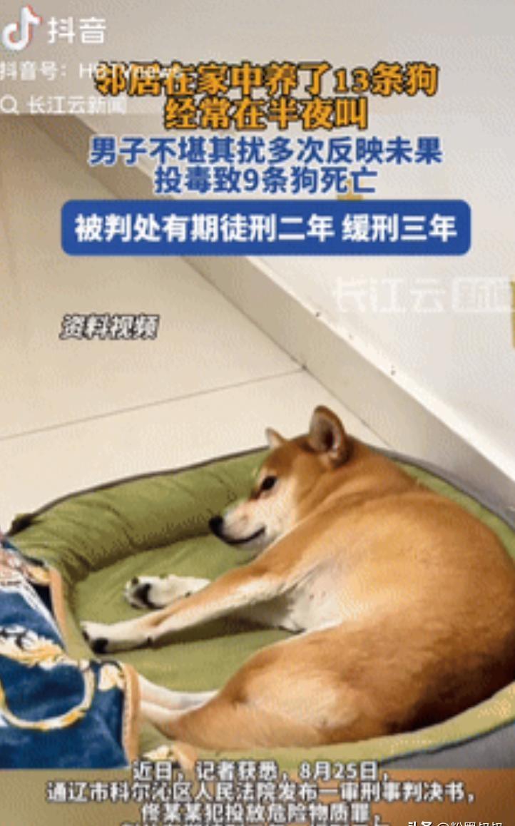 代价太大了！内蒙古通辽，邻居在家养了13条狗，经常在半夜狂叫，这事让住在楼上的佟