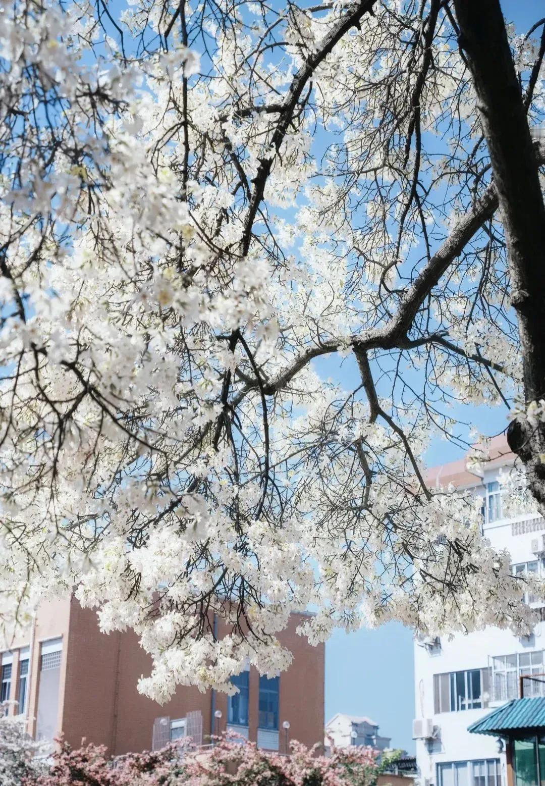 广州又＂下雪＂啦！❄️华师白色异木棉盛花啦~
经过几天的阴雨天~
今天终于迎来了