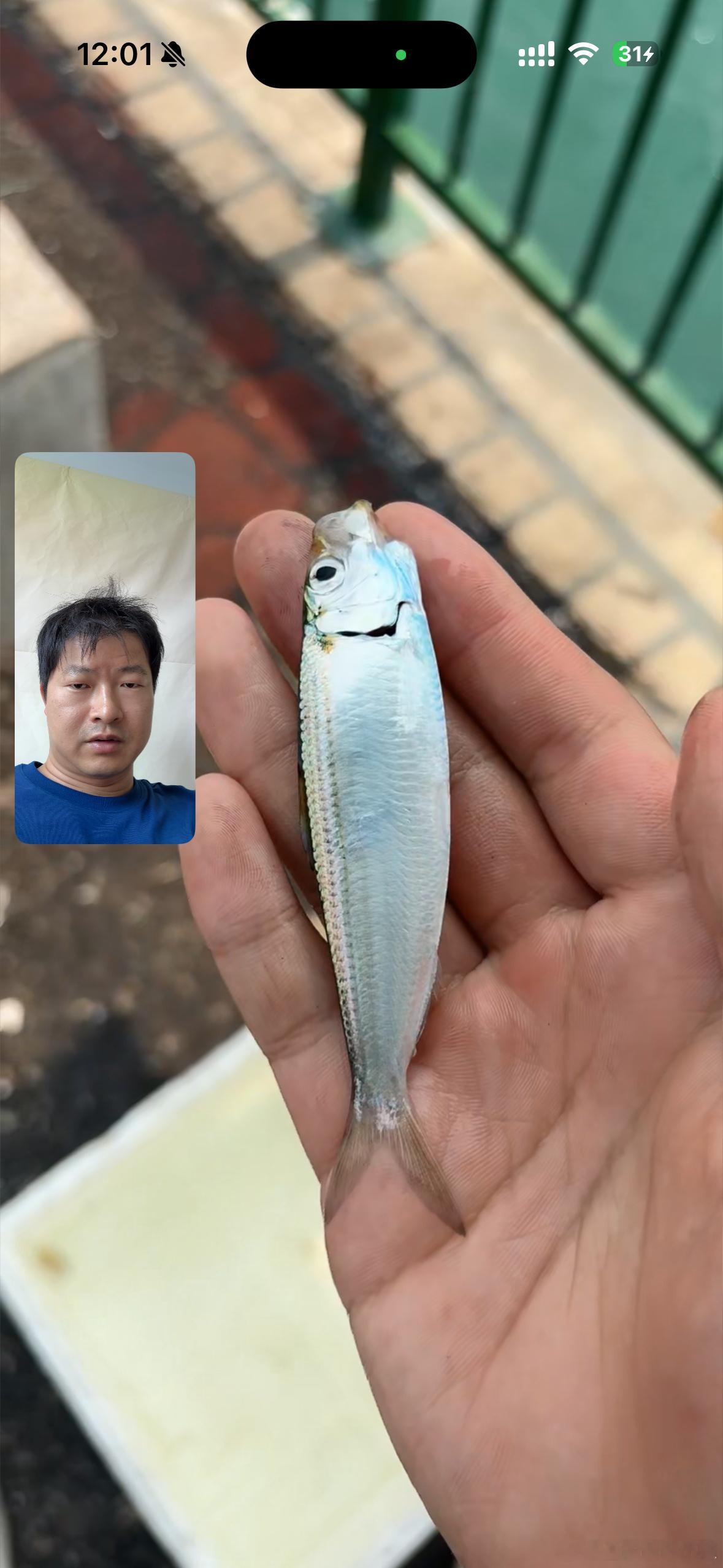 我想了解一下钓鱼周边环境，艾文给我打了视频通话，还展示了他钓的第一条鱼，沙丁鱼。