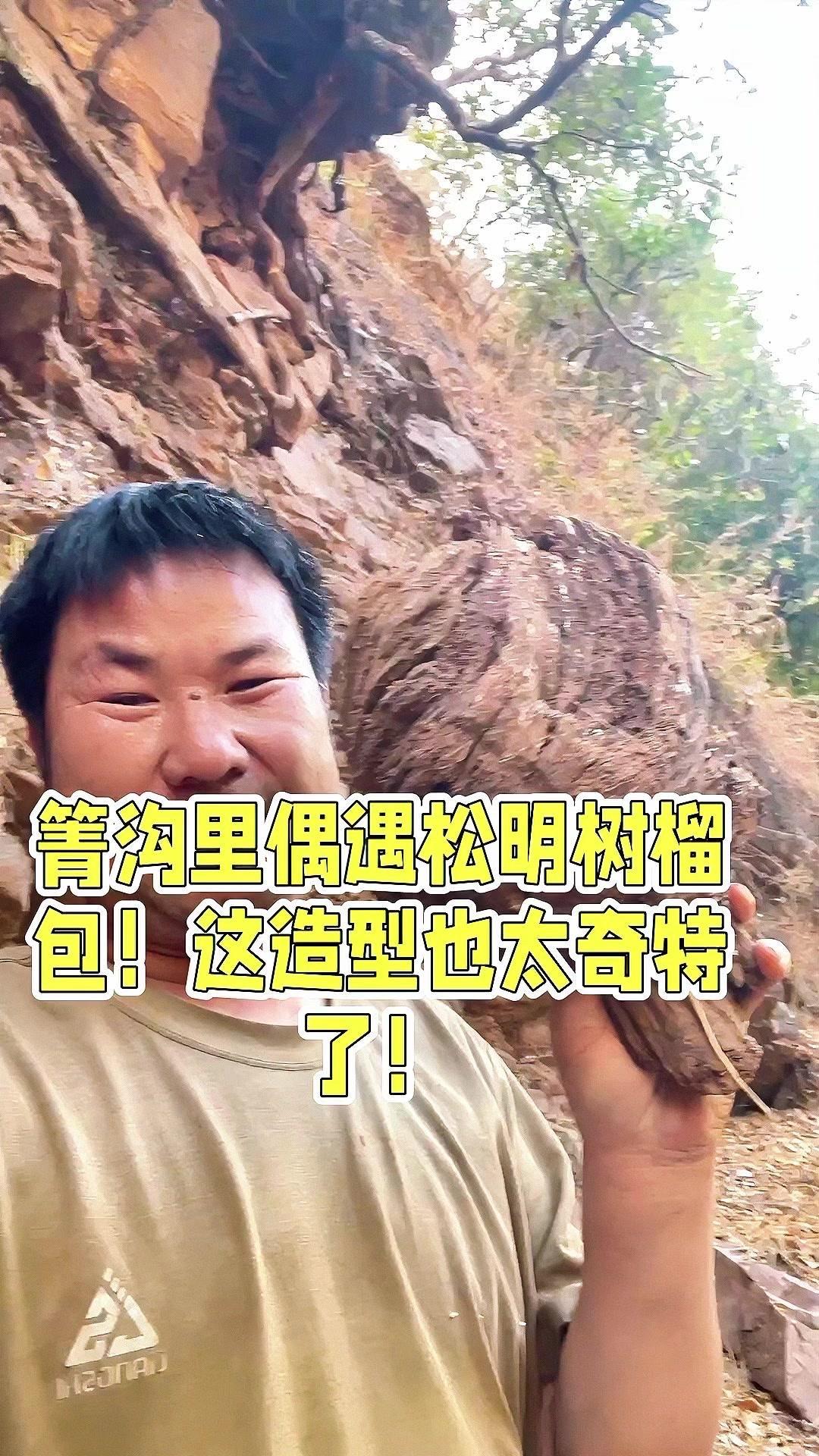 🌿在箐沟里意外发现树瘤包，被水流冲刷后形状奇特，像极了松明。这种天然形成的树瘤