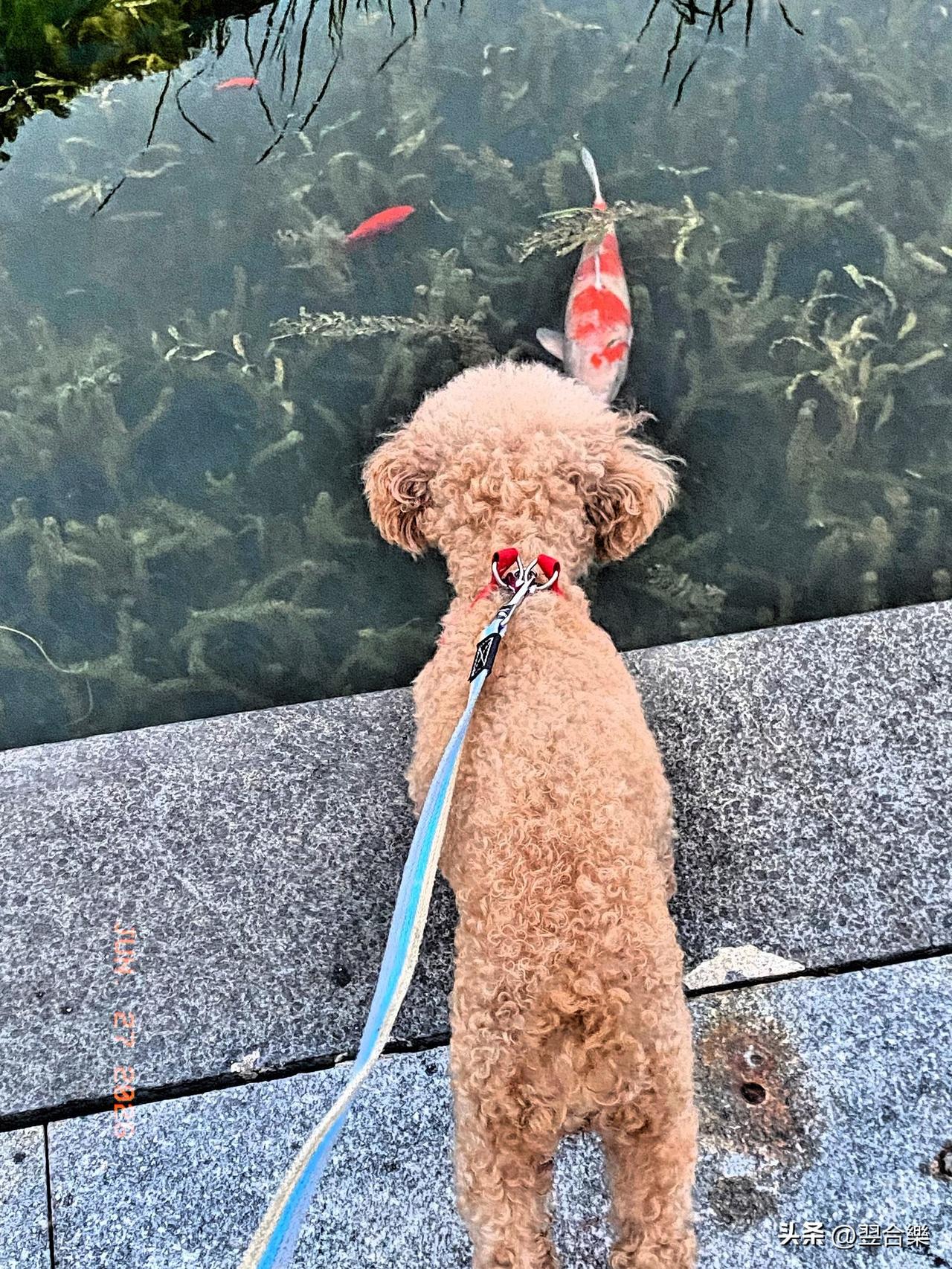 金鸡湖里锦鲤游，泰迪紧追不愿离，
湖畔垂柳轻摇曳，观者皆笑趣满堤，
水中锦鲤灵动