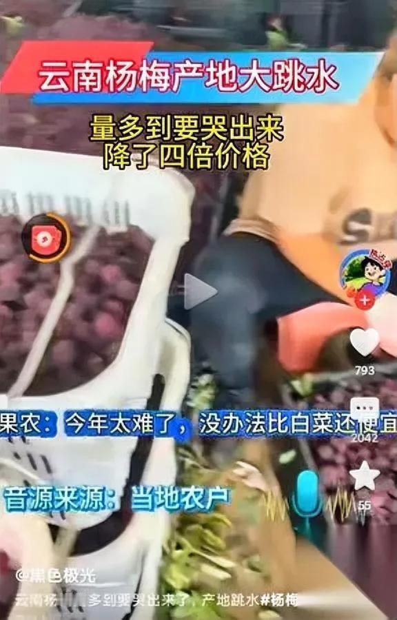 果农真无辜？

全怪黑心商贩？

这里头的猫腻你真没看懂对吧？

别拿“农民不容