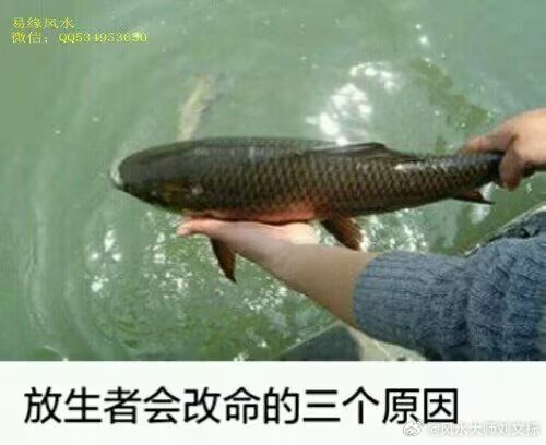 买鱼放生是否积功德还是背因果，取决于放生的动机、方式以及对生态环境的影响：积功德