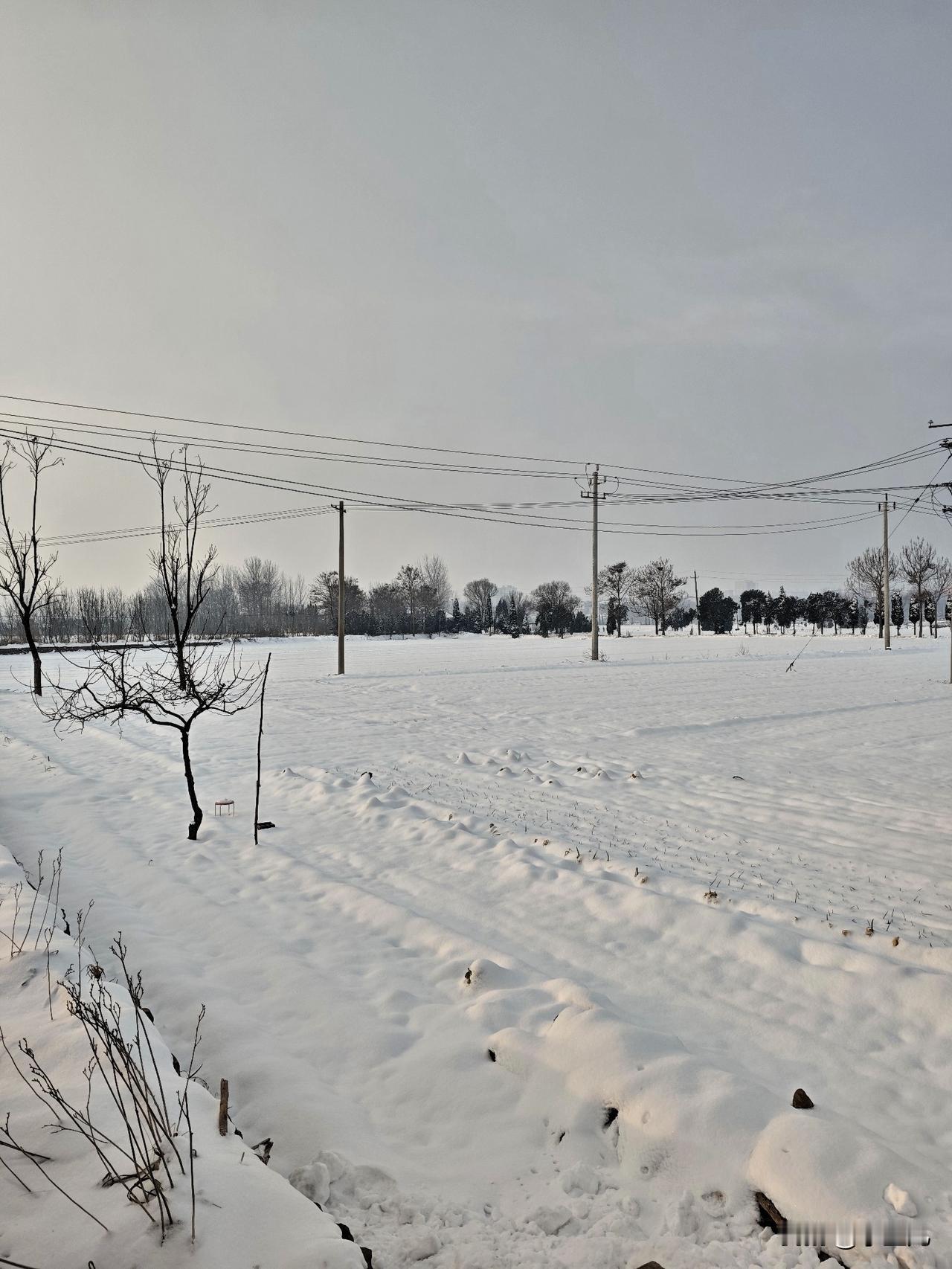 一觉醒来推开窗，直接被窗外的雪景美到了！

屋顶、树梢全盖了层厚厚的白雪，天地间