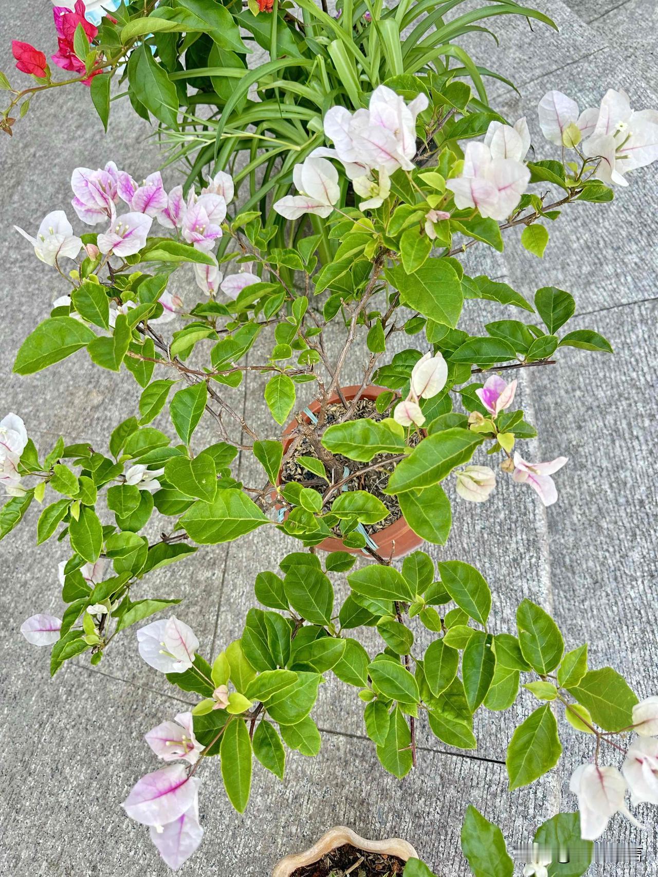 发一张你相册最近拍的花被三角梅承包的夏天，连风里都带着甜甜的花香。