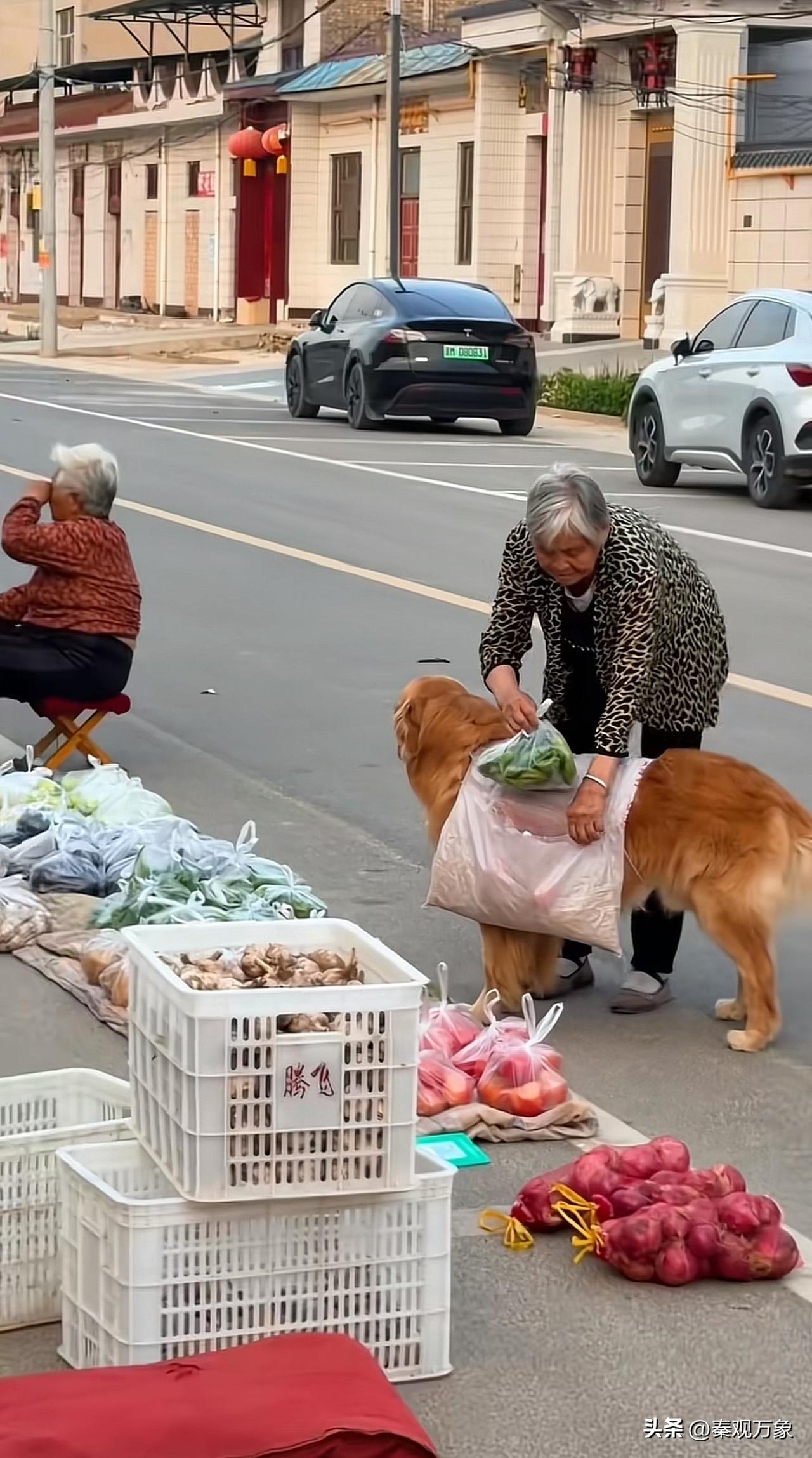 菜市场帮奶奶买菜的金毛