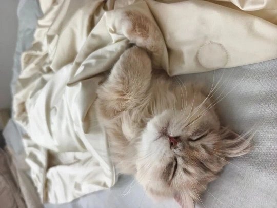 小猫咪睡觉我可以看一整晚软乎乎一团蜷成小毛球，呼吸轻轻起伏，睫毛乖乖垂着，连小爪