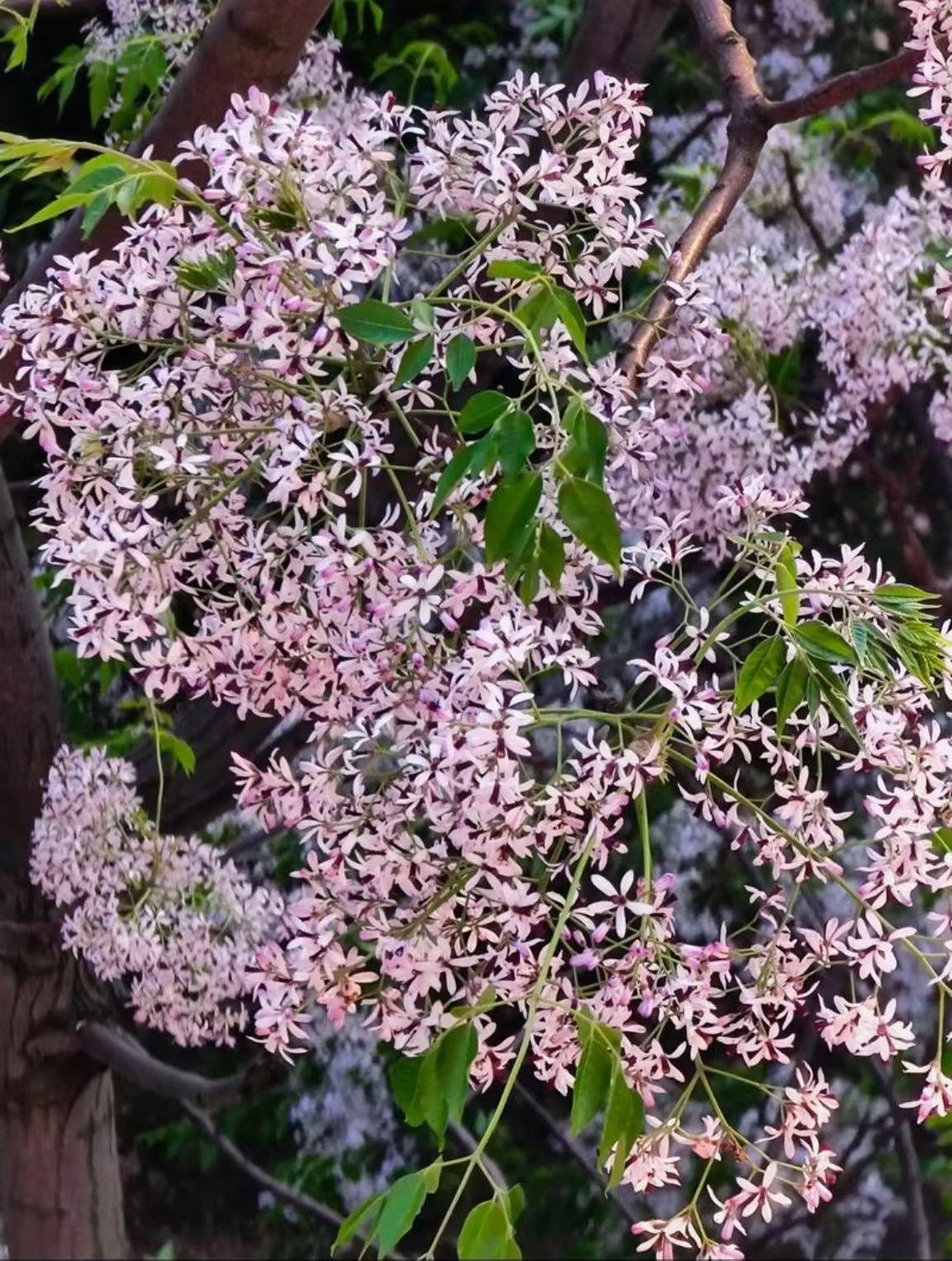 分享你手机中的花花草草