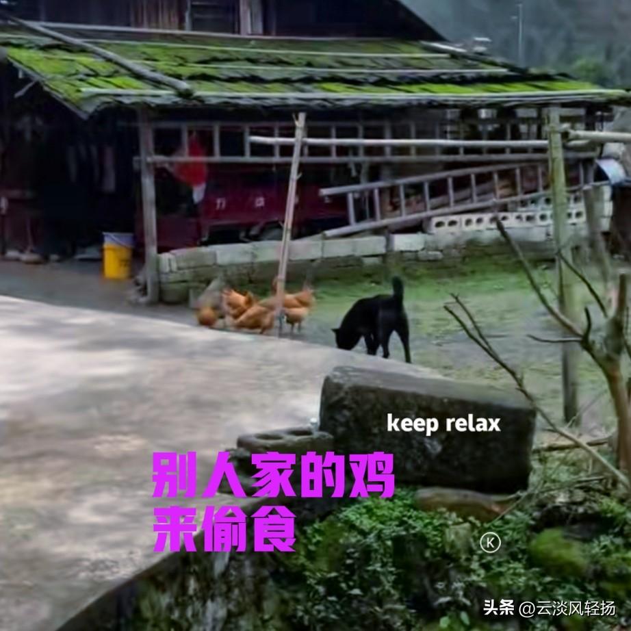 小伙春节前回了一趟老家，没想到家里养的大黑狗竟然在村口迎接他，让他十分感动。一年