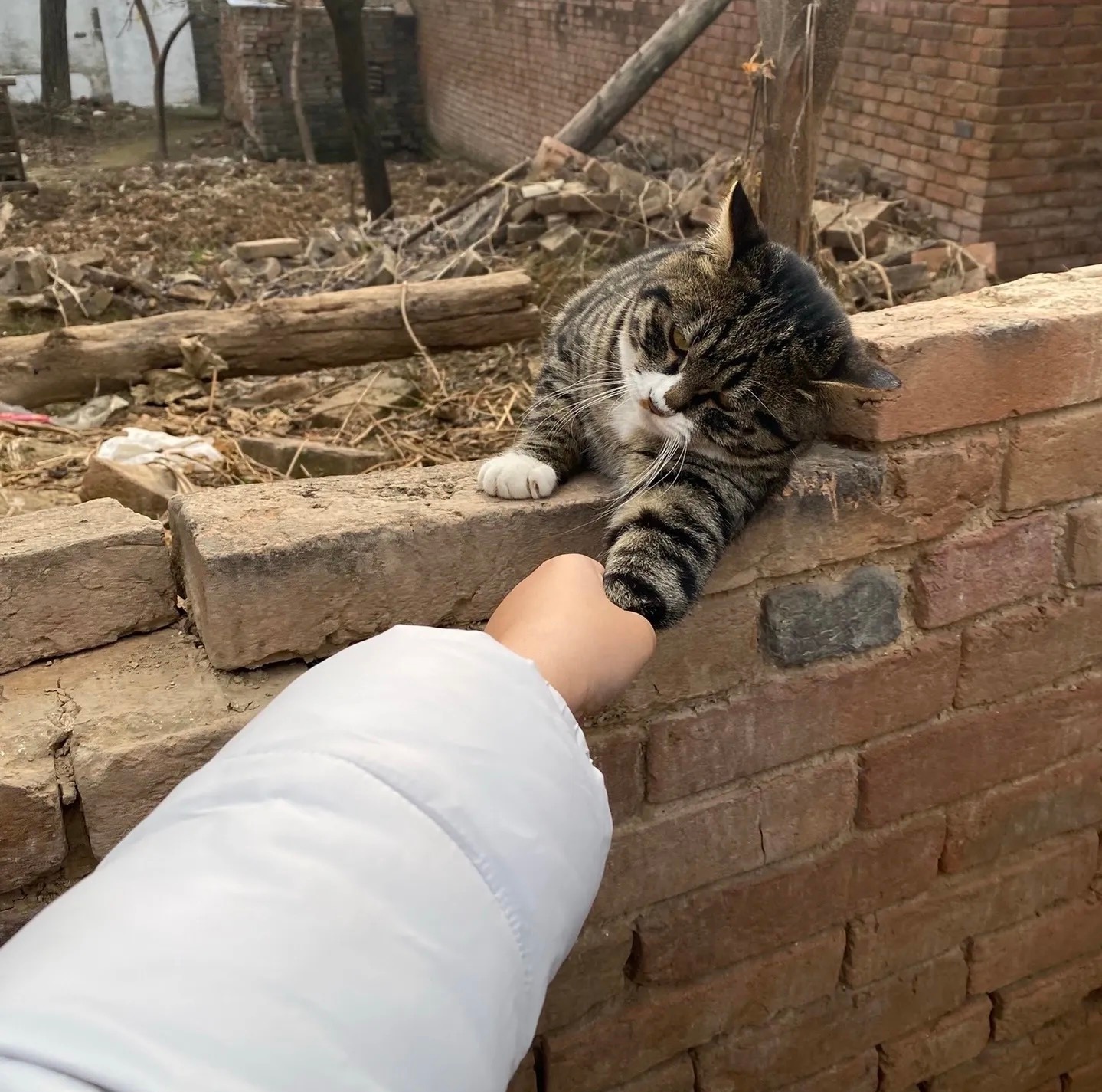 遇到一只小猫，它非要跟我回家 ​​​