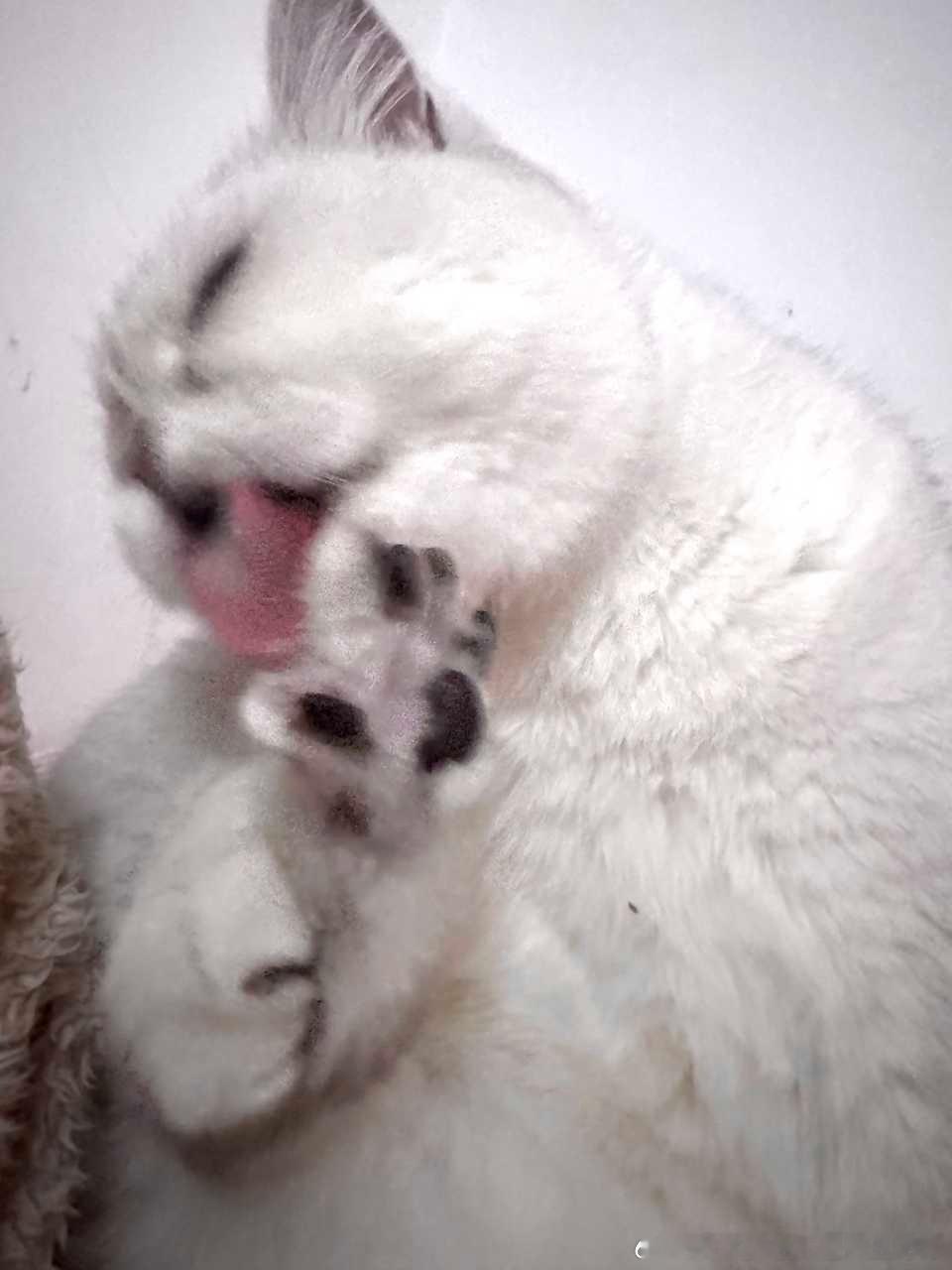 49620【丑猫】谁敢吃 
