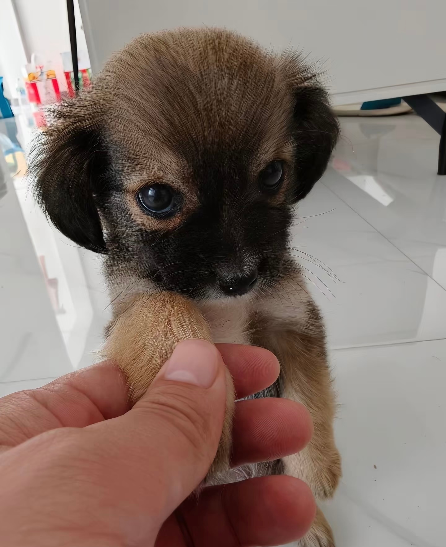 小狗：你要永远对我好哦！ ​​​