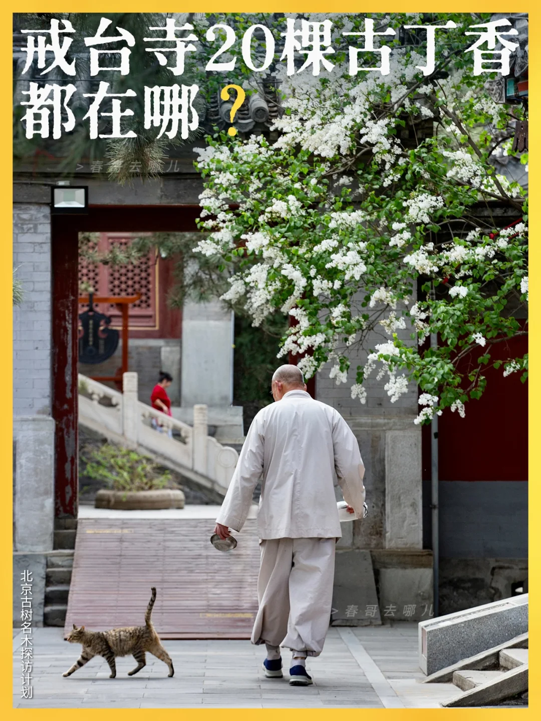 北京丁香花的天花板，还得是戒台寺！