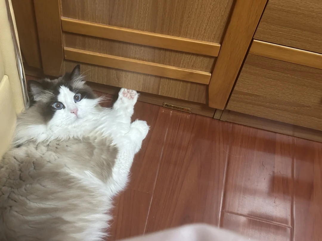 咪肥心眼多