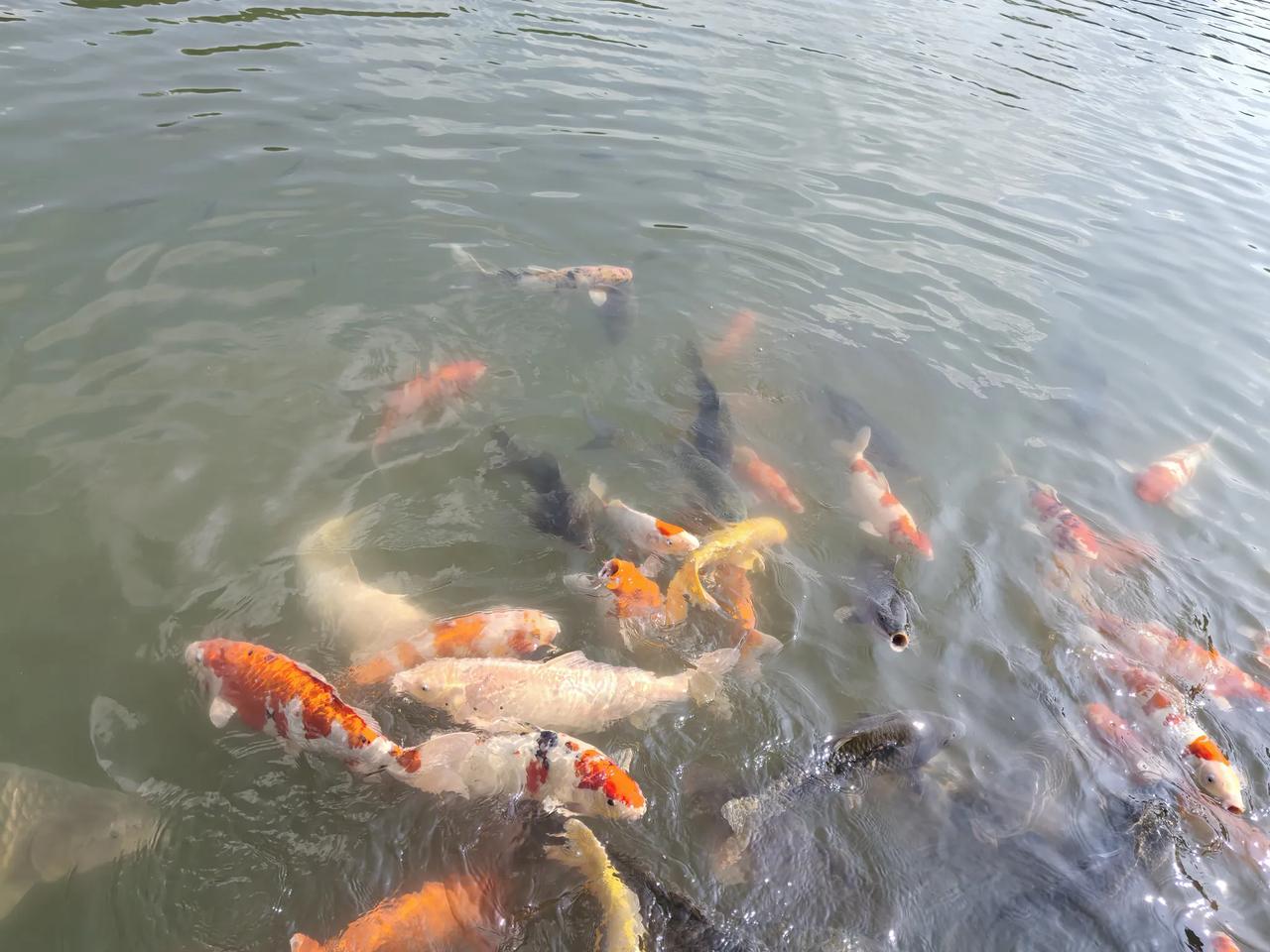 分享一下你随手拍下的照片连连有鱼