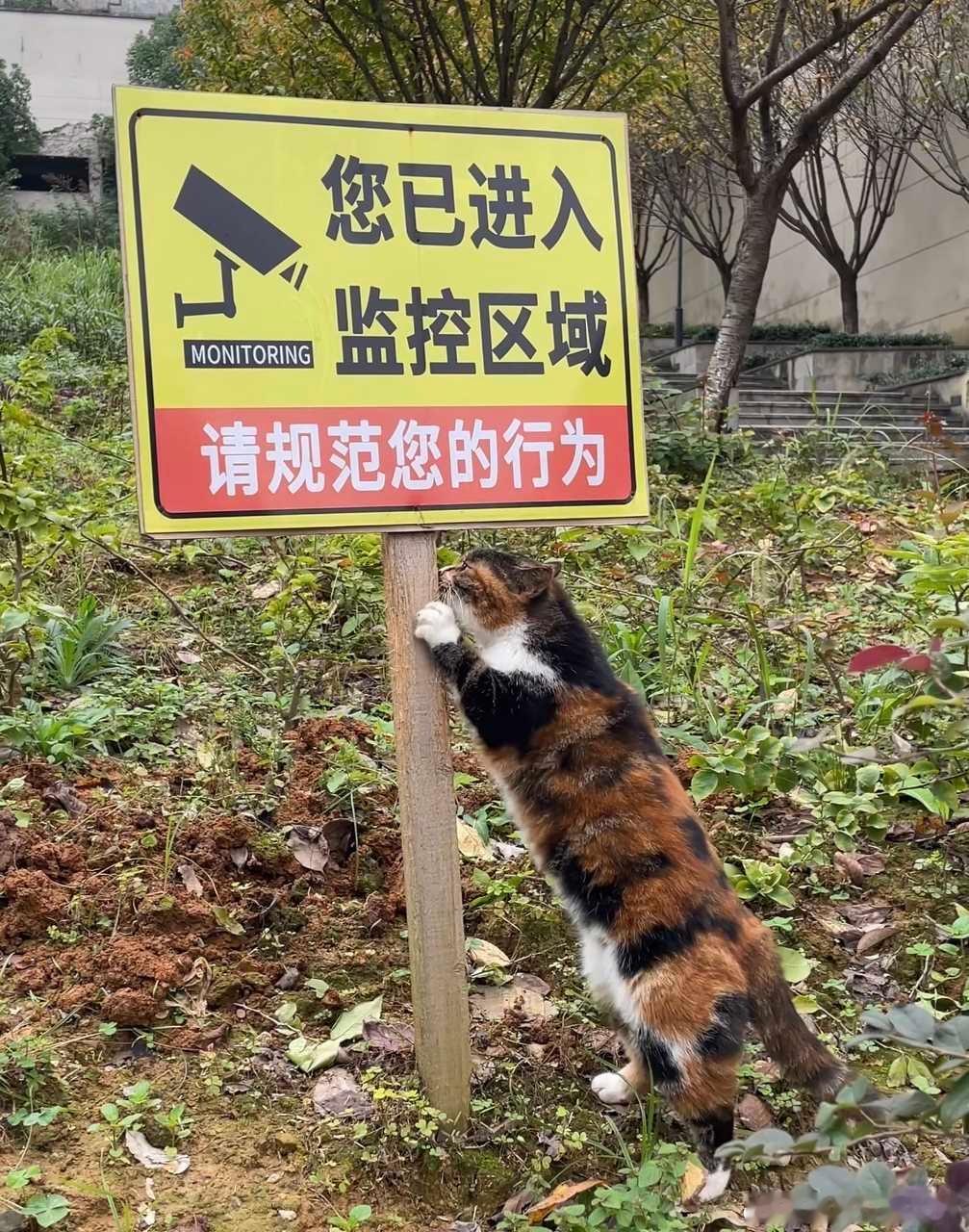 小爪子不是很规范 