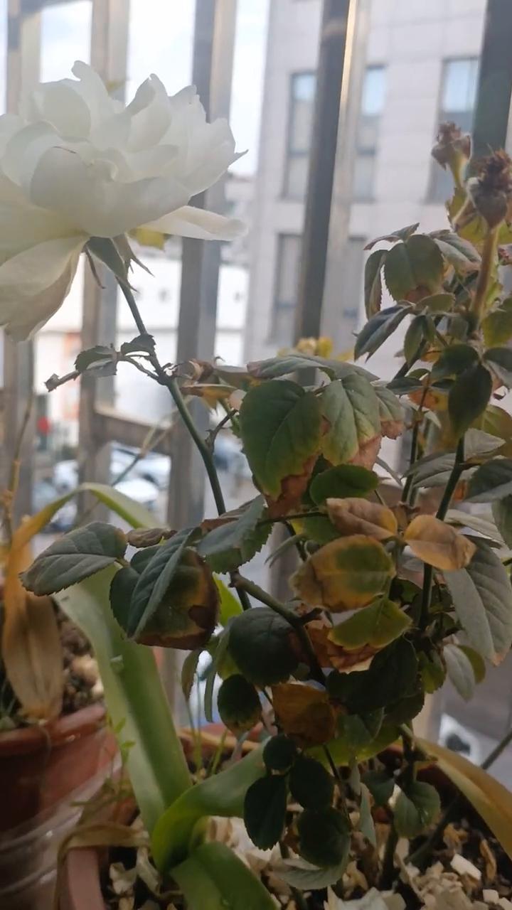 东北都是在大街上卖冰棍，疼死我了。