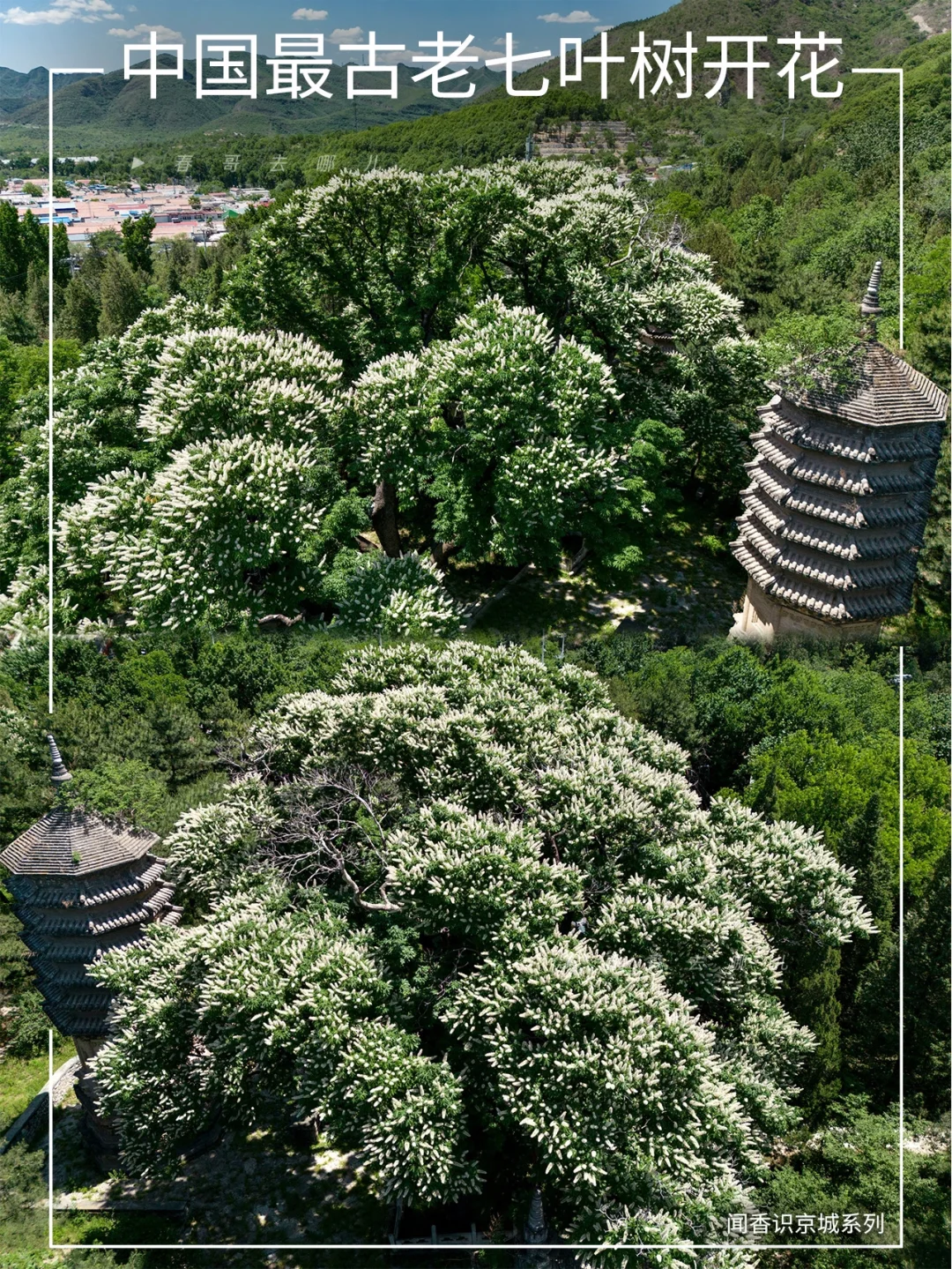 潭柘寺古七叶树开花，堪称京城花事天花板！