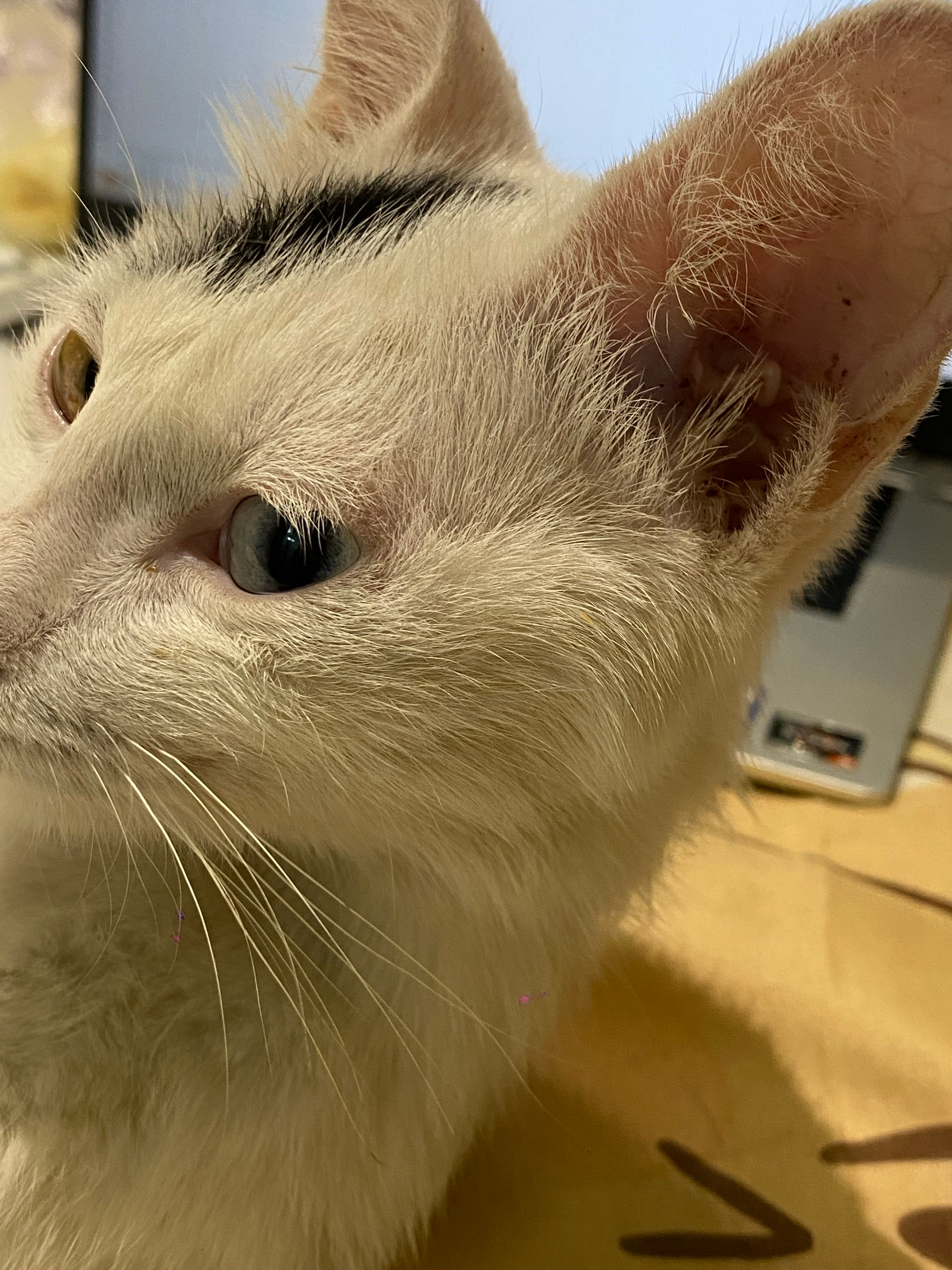 捡了一只流浪猫 