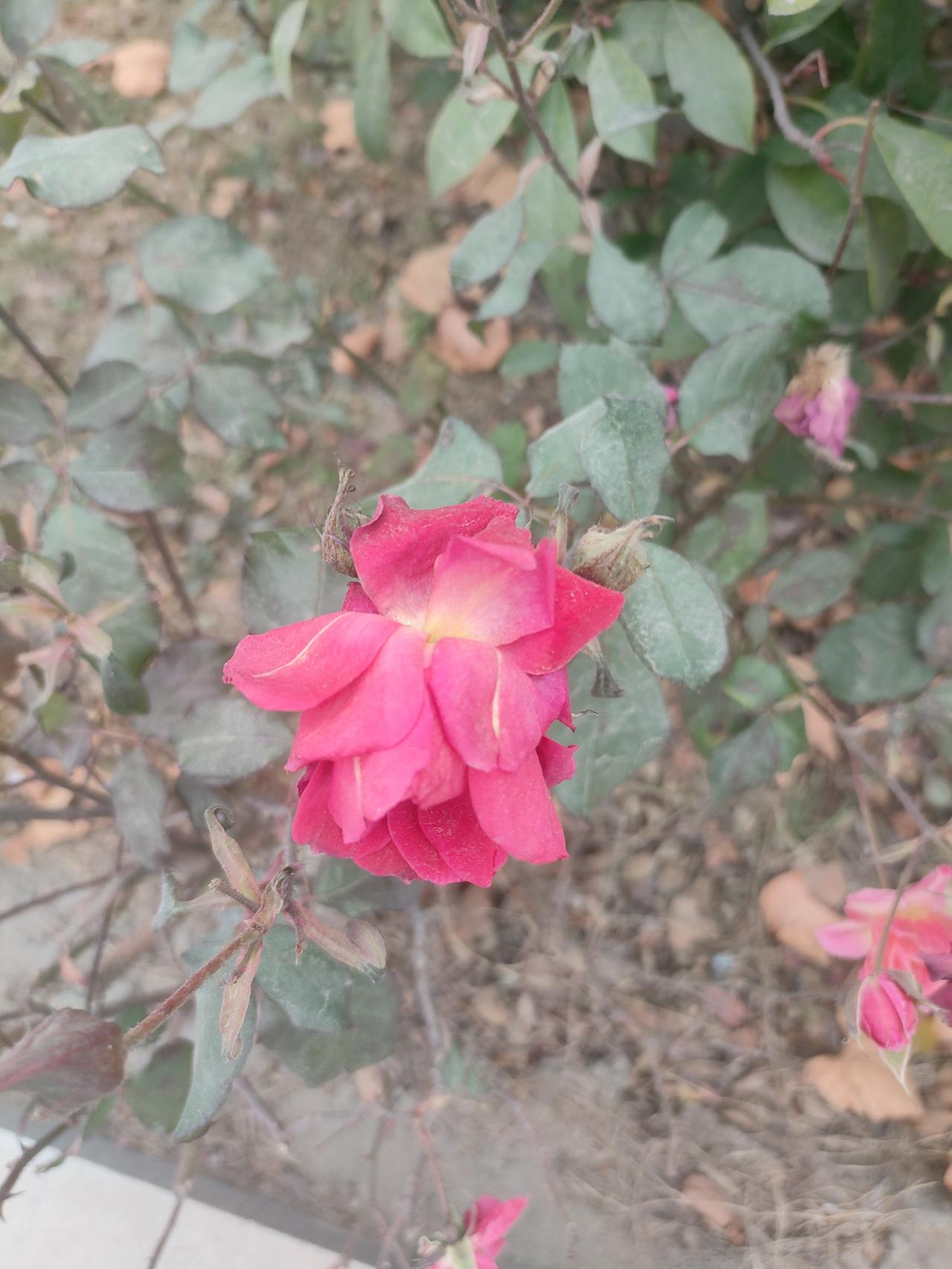 我的2025年度总结2025年是重新开始的一年，以往的许多事情都已经成为过去，而