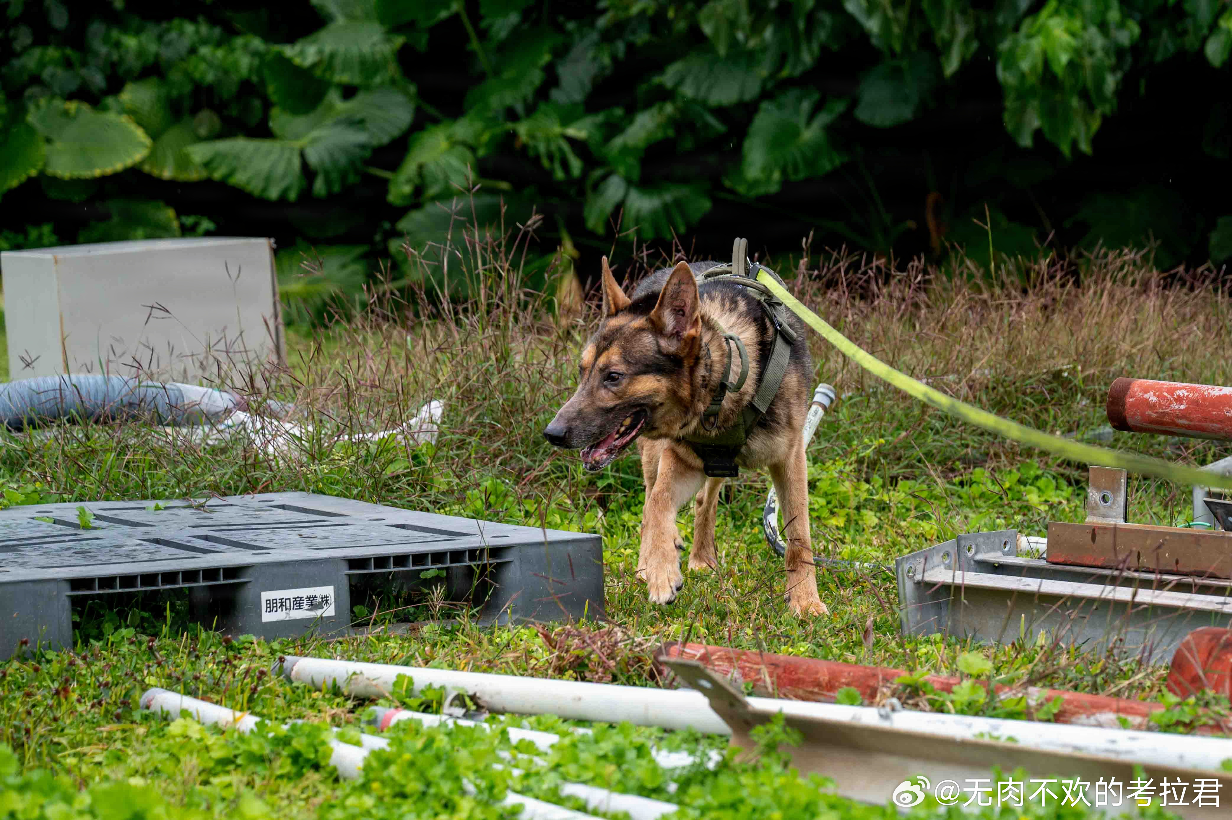 2026年3月12日，嘉手纳空军基地第18安全部队中队军犬 