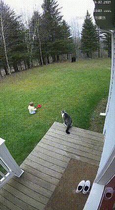 注意看！
一个婴儿正悠闲地坐在后院草地上，
殊不知危险即将来临！
突然从镜头远处