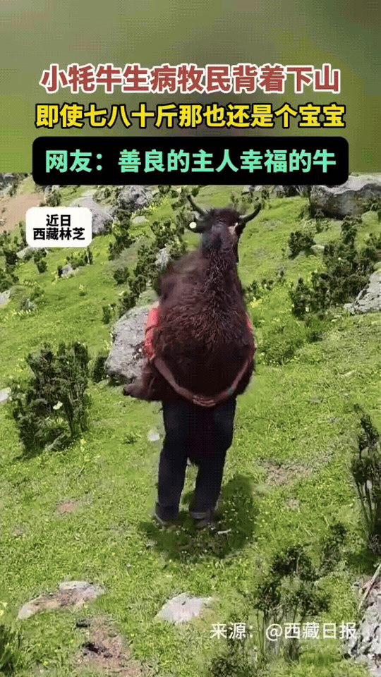高原暖心一幕！小牦牛突发疾病，牧民没有丝毫犹豫，背起体重七八十斤的小牛徒步下山求