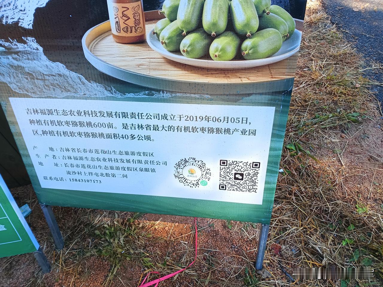 软枣子
去采摘园，我们第一个采摘的是小猕猴桃，也叫软枣子。
到采摘园门口，才发现