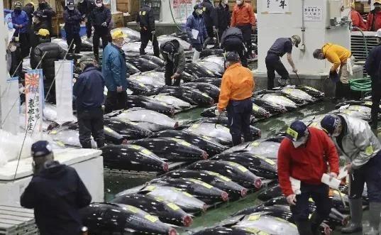 日本人水产不自己吃，为什么一定卖中国？

北海道和福岛沿海的渔村几乎把生计绑在了