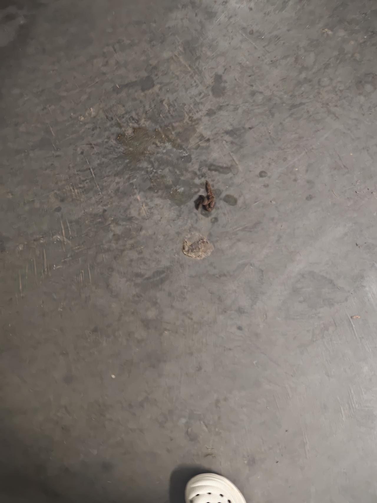 养狗不文明现象怎么治理？
说好的做一个铲屎官，可是车库里到处都是狗屎，气味特别难