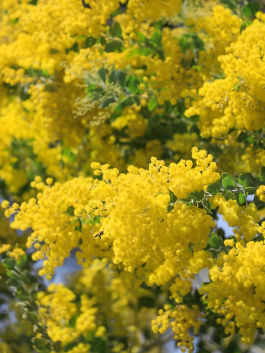 白石龙音乐公园的金合欢花开正好🌼