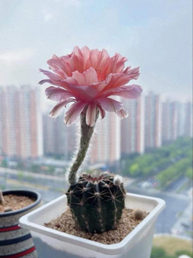 手机砸眼一夜失明，眼底伤别等第二天。