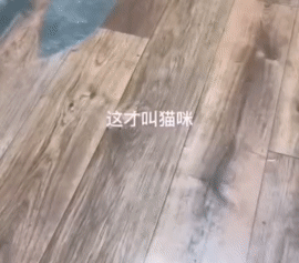 老鼠：你一个月多少钱啊你玩命