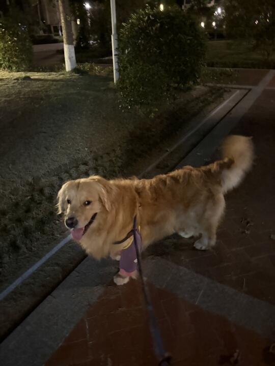 第一次这么直观地感受到小狗的超绝第六感…