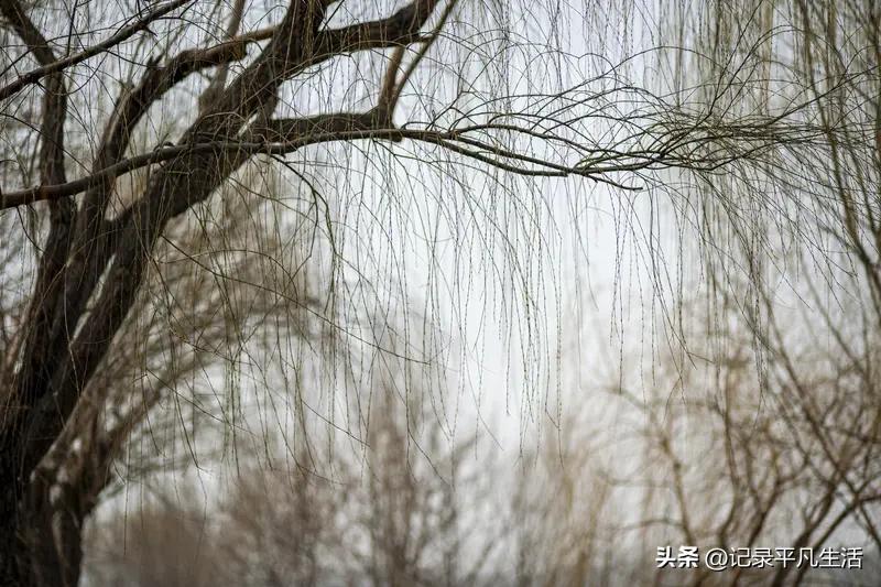 寻春踏青随手拍春风拂过发梢时，我正蹲在田埂边看蒲公英撑起绒球，远处的柳树垂下新绿